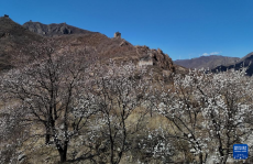 河北秦皇島：春到長城花爛漫
