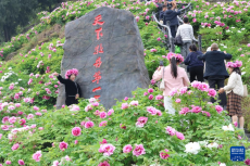 重慶墊江：牡丹開出“幸?；ā? /></a>
                                <div   id=