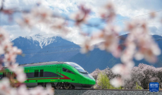 雪域“天路”綻春色