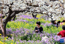 河北晉州：梨花枝上層層雪 游客踏青聞香來