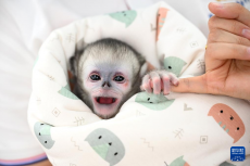 河南商丘川金絲猴人工繁育種群新增兩只幼崽