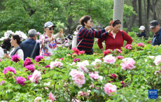 濟南：牡丹盛開游人來