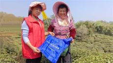 休寧縣渭橋鄉(xiāng)：茶山飄香季 反邪正當(dāng)時(shí)