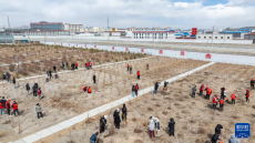 西藏那曲：昔日“無樹之城”春天植樹忙