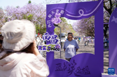 四川西昌：藍花楹下好春光