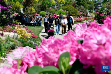 山東日照：杜鵑花開引客來