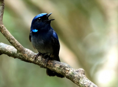 碩果累累！福建天寶巖十年新添68種鳥類新記錄種