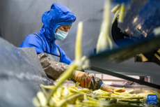 云南鹽津： 小竹子做成大產(chǎn)業(yè)