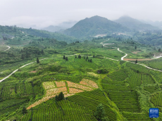 大山深處的“世界抹茶超級(jí)工廠”