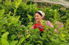 安徽廬江：初夏藍(lán)莓甜