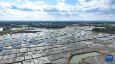 內(nèi)蒙古扎賚特旗：水稻迎來(lái)插秧季