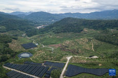 海南保亭榴蓮種植產(chǎn)業(yè)蓬勃發(fā)展