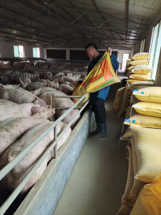 綏寧縣黃土礦鎮(zhèn)：產業(yè)“三司令”?激活鄉(xiāng)村振興“畜”能量