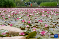 夏日睡蓮 競相開放