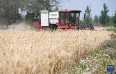 山東：“三夏”大忙進行時