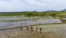 安徽廬江：芒種好栽秧