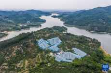 浙江慈溪：楊梅之鄉(xiāng)開啟豐收季