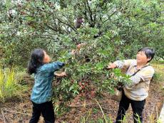 湖南隆回：黨建引領“楊梅紅”激活“農旅融合”密碼