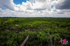 從“退塘還林”到“固碳綠灣” 東寨港紅樹(shù)林逆襲之路
