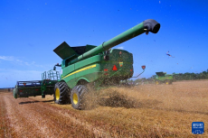 山東青島小麥?zhǔn)斋@作業(yè)全面展開