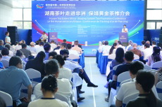 中非經(jīng)貿(mào)博覽會(huì)：保靖黃金茶邁向“出?！毙抡鞒?  