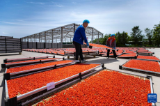 寧夏同心：黃河水潤枸杞紅