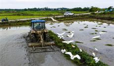 安徽廬江：有機稻米源于生態(tài)