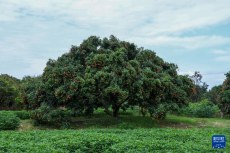 48小時(shí)“鮮”達(dá) 嶺南荔枝香飄迪拜