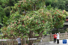 廣西南寧：夏日路樹(shù)果飄香