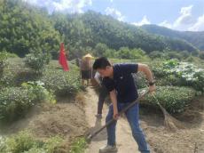 安徽休寧縣流口鎮(zhèn)：黨旗飄揚映山村 黨群同心繪新景