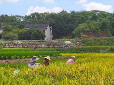 岳屏鎮(zhèn)山林村：稻谷收割正當(dāng)時(shí)，農(nóng)忙繪就振興景
