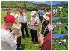 土著益生菌再顯神奇 | 赫章興發(fā)種植馬鈴薯測產(chǎn)增八成