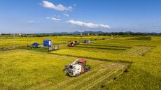 安徽廬江：科技助早稻豐收?