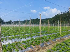 福建永安：荒地變良田，藥香帶富一方人