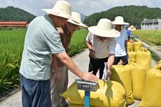 湖南隆回：再生稻頭季再創(chuàng)新高畝產(chǎn)達(dá)877.4公斤