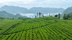 三代匠心鑄就國(guó)際茶香—記桑植西蓮茶業(yè)的傳承與跨越之路