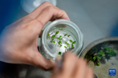 云南蘭坪：藍(lán)莓產(chǎn)業(yè)鋪就鄉(xiāng)村振興“甜蜜路”