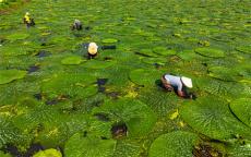 安徽廬江：采芡實(shí)果 走致富路