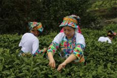 桃花山上的茶香與遠(yuǎn)方——苗族女子龍潔格的14年創(chuàng)業(yè)史詩