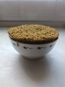  烏江源頭“河對門”：中國苦蕎飯中的一匹“黑馬”