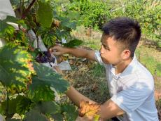 湖南瀘溪青年楊世民：讓獅子山葡萄香飄全國(guó)