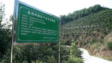 湖南瀘溪：?jiǎn)?dòng)油茶產(chǎn)業(yè)三年計(jì)劃 打造億元級(jí)綠色產(chǎn)業(yè)鏈