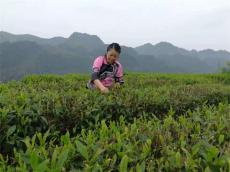 湖南保靖黃金茶：千年茶韻融古今 黃金產業(yè)潤民生