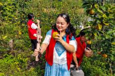 安徽廬江：電商矩陣銷梨忙