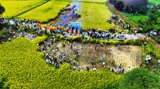 稻浪翻金迎客來！張家界黃龍洞生態(tài)田園奏響豐收樂章