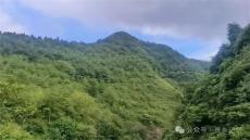 兩個(gè)組退地造林2300畝，230萬(wàn)元補(bǔ)助卻兌現(xiàn)不到村民手中