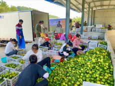 福建永安：黨建“蜜”訣 解鎖鄉(xiāng)村振興“甜蜜密碼”