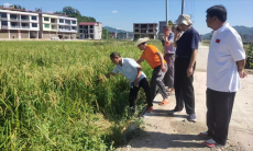 綏寧縣黃土礦鎮(zhèn)：謀劃水稻制種新藍圖 播下鄉(xiāng)村振興致富種