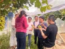 省科技特派員使用土著益生菌種植葡萄增產(chǎn)提質(zhì)大有成效