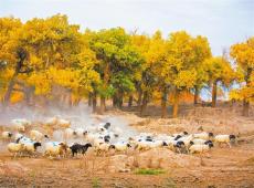 鄉(xiāng)村秋意